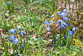 SCILLA SIBERICA SPRING BEAUTY