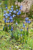 SCILLA SIBERICA SPRING BEAUTY