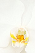 PHALAENOPSIS; WHITE MOTH ORCHID