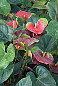 ANTHURIUM SAXO RED