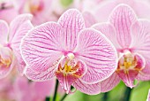 PHALAENOPSIS; PINK MOTH ORCHID