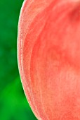 EDGE OF ANTHURIUM FLOWER