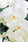 PHALAENOPSIS; WHITE MOTH ORCHID