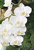 PHALAENOPSIS; WHITE MOTH ORCHID