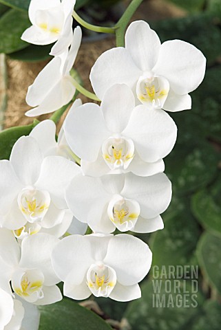 PHALAENOPSIS_WHITE_MOTH_ORCHID