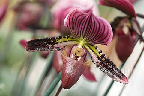 PAPHIOPEDILUM_MAUDIAE_BLACK_JACK