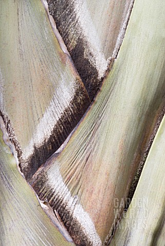 DYPSIS_DECARYI_TRIANGLE_PALM_TRUNK