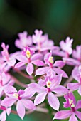 PINK EPIDENDRUM