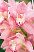 PINK CYMBIDIUM FLOWER