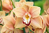 ORANGE CYMBIDIUM FLOWER