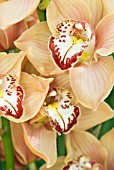 ORANGE CYMBIDIUM FLOWER