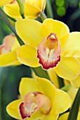 BRIGHT YELLOW CYMBIDIUM FLOWER