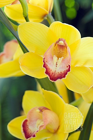 BRIGHT_YELLOW_CYMBIDIUM_FLOWER