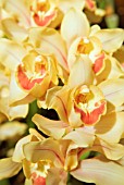 YELLOW CYMBIDIUM FLOWERS