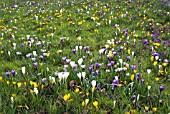 CROCUS VERNUS NATURALISING IN GRASS