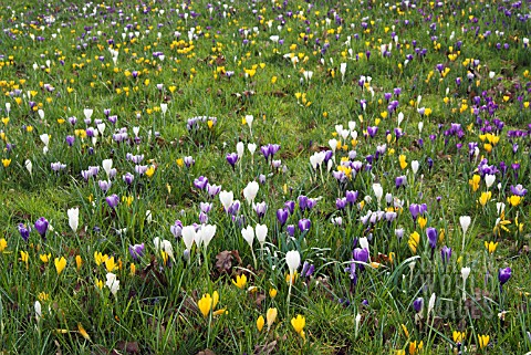 CROCUS_VERNUS_NATURALISING_IN_GRASS