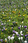 CROCUS VERNUS NATURALISING IN GRASS