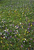 CROCUS VERNUS NATURALISING IN GRASS