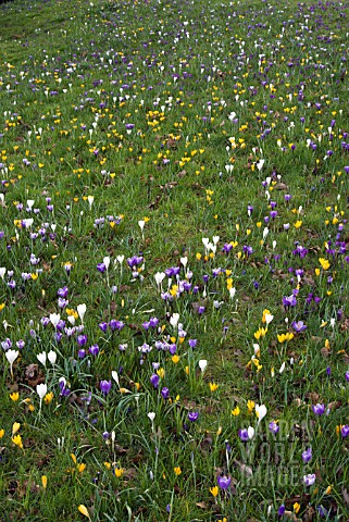 CROCUS_VERNUS_NATURALISING_IN_GRASS