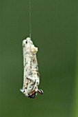 MOTH COCOON