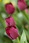 TULIPA CURLY SUE