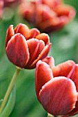 TULIPA TENNASSEE