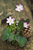 HEPATICA