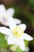 ANEMONE NEMOROSA; WOOD ANEMONE