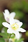 ANEMONE NEMOROSA; WOOD ANEMONE