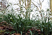 GALANTHUS HIPPOLYTA