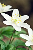 ANEMONE NEMOROSA; WOOD ANEMONE