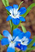 TECOPHILAEA CYANOCROCUS; CHILEAN BLUE CROCUS