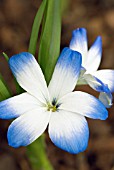 TECOPHILAEA CYANOCROCUS VAR. LEICHTLINII; CHILEAN BLUE CROCUS