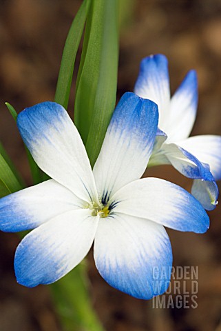 TECOPHILAEA_CYANOCROCUS_VAR_LEICHTLINII_CHILEAN_BLUE_CROCUS