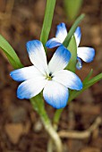 TECOPHILAEA CYANOCROCUS VAR. LEICHTLINII; CHILEAN BLUE CROCUS