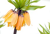 FRITILLARIA IMPERIALIS THE PREMIER; ORANGE CROWN IMPERIAL