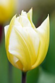 TULIPA SWEETHEART