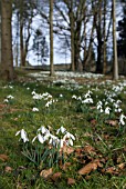 GALANTHUS NIVALIS