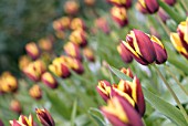 TULIPA GAVOTA