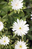 ANEMONE NEMOROSA BRACTEATA PLENIFLORA; DOUBLE WOOD ANEMONE