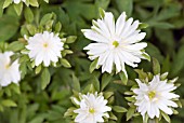 ANEMONE NEMOROSA BRACTEATA PLENIFLORA; DOUBLE WOOD ANEMONE