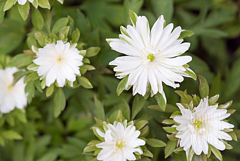 ANEMONE_NEMOROSA_BRACTEATA_PLENIFLORA_DOUBLE_WOOD_ANEMONE