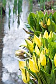 LYSICHITON AMERICANUS; AMERICAN SKUNK CABBAGE