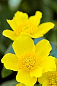 CALTHA PALUSTRIS, (MARSH MARIGOLD)