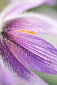 PULSATILLA HALLERI SUBSP. SLAVICA