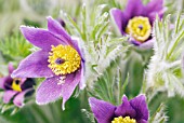 PULSATILLA HALLERI SUBSP. SLAVICA