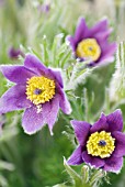 PULSATILLA HALLERI SUBSP. SLAVICA