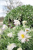 PULSATILLA VULGARIS PRESTBURY STRAIN