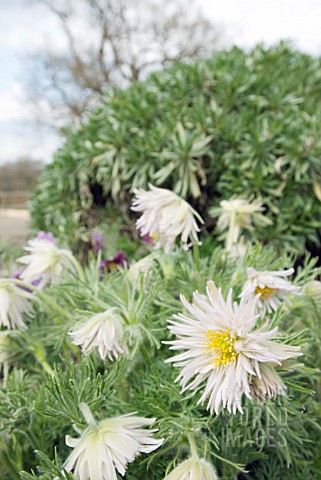 PULSATILLA_VULGARIS_PRESTBURY_STRAIN