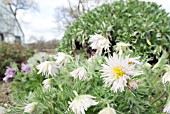 PULSATILLA VULGARIS PRESTBURY STRAIN